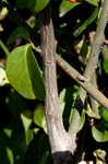 Climbing euonymus